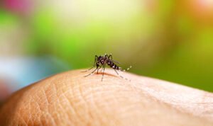 Foto: Nyamuk DBD (Sumber: istock)