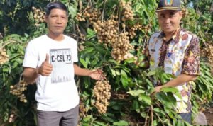 Foto: Budidaya kelengkeng di Sendangmulyo (Sumber: rembangkab)