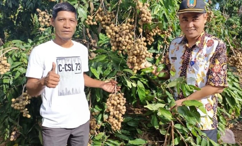 Foto: Budidaya kelengkeng di Sendangmulyo (Sumber: rembangkab)