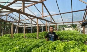 Kisah Warga Rembang Sukses Budidaya Selada Belanda