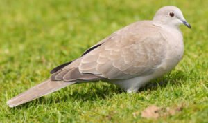 Foto: Ilustrasi burung perkutut (Sumber: istock)