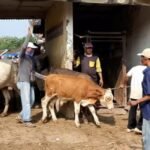 IMG 20240926 WA0009 1170x500 1 - Pasar Hewan Pamotan