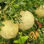 kawista2 kawista2 - Lifestyle