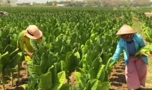 WhatsApp Image 2024 11 06 at 14.12.15 1170x500 1 - Rembang