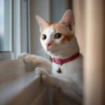 istockphoto-1392773192-612x612 istockphoto 1392773192 612x612 1 - Lifestyle