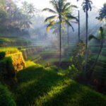 istockphoto 869865932 612x612 1 - Rembang