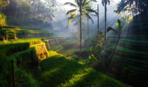 istockphoto 869865932 612x612 1 - Rembang