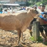 20250110 113931 1170x500 1 - Sapi di Rembang