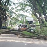 DLH Rembang Lakukan Perabasan Pohon di Tepi Jalan untuk Cegah Bahaya