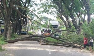 DLH Rembang Lakukan Perabasan Pohon di Tepi Jalan untuk Cegah Bahaya