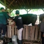 Pengecekan dan Monitoring Peternakan Sapi Dilakukan di Gunem