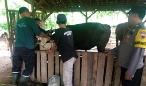 Pengecekan dan Monitoring Peternakan Sapi Dilakukan di Gunem