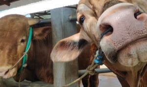 Hewan ternak di Rembang/rembangkab