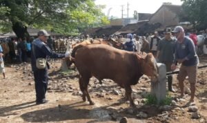 Pasar Hewan Pamotan /rembangkab