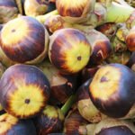 Pile of Palmyra Palm or Toddy Palm Fruits for Sale in Local Market of Thailand istockphoto 2188874920 612x612 1 - Lifestyle