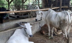 photo 2025 01 07 10 06 30 - Rembang