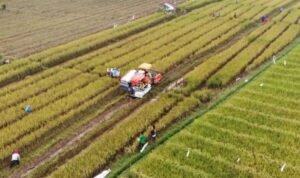 Ilustrasi program ketahanan pangan/rembangkab