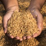 Ilustrasi gabah petani/istock