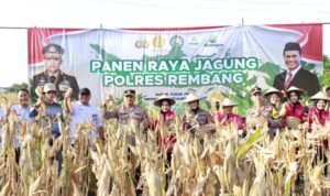 Panen Jagung di Pasarbanggi Rembang/rembangkab