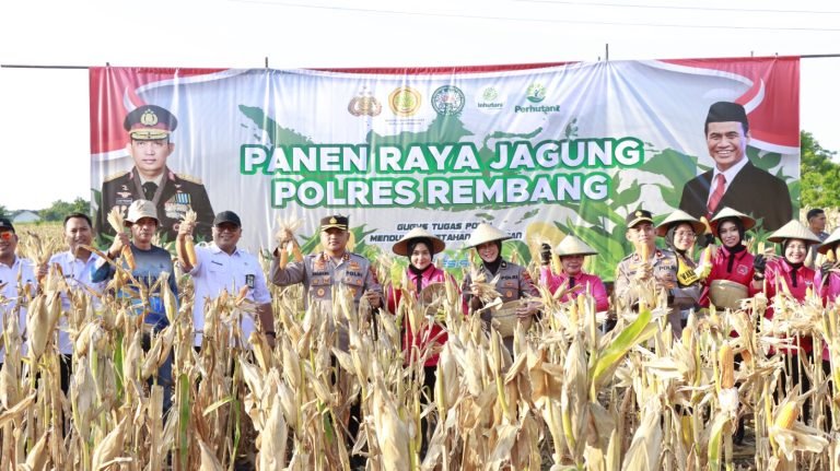 Panen Jagung di Pasarbanggi Rembang/rembangkab