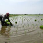 Ilustrasi lahan terendam banjir/istock