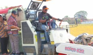 panen raya di Desa Ngotet, Kecamatan Rembang /Rembangkab