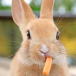 Close up of cute baby rabbit istockphoto 1297963192 612x612 1 - Lifestyle