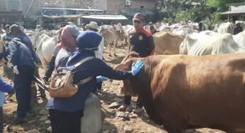 Jelang Iduladha, Vaksinasi Sapi di Rembang Diintensifkan