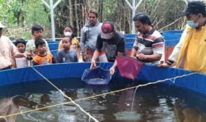 Lele Fillet Berpeluang Masuk Menu Makan Bergizi Gratis Rembang /Rembangkab