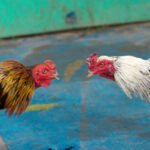 Ilustrasi sabung ayam/istock