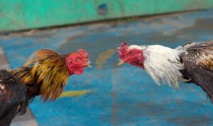 Ilustrasi sabung ayam/istock