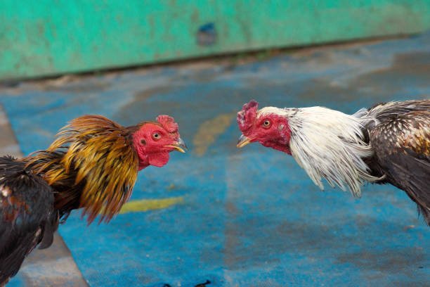 Ilustrasi sabung ayam/istock