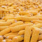 Ilustrasi jagung/istock