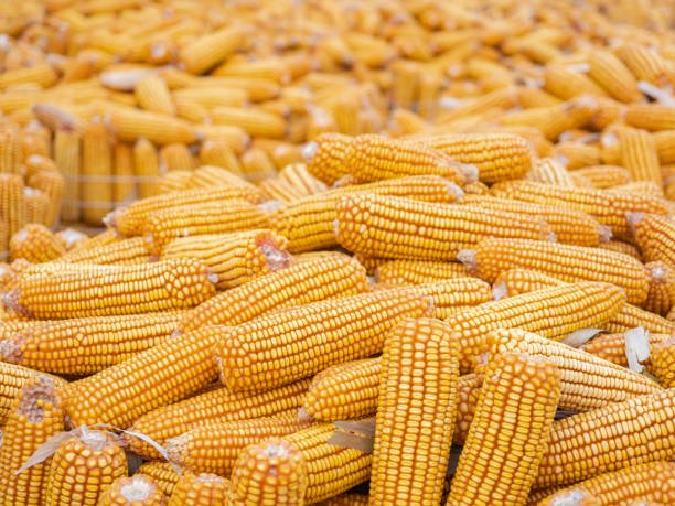Ilustrasi jagung/istock
