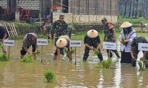 Masuk Musim Tanam III, Target Luas Tanam Padi 45 Ribu Hektare Terus Didorong/rembangkab