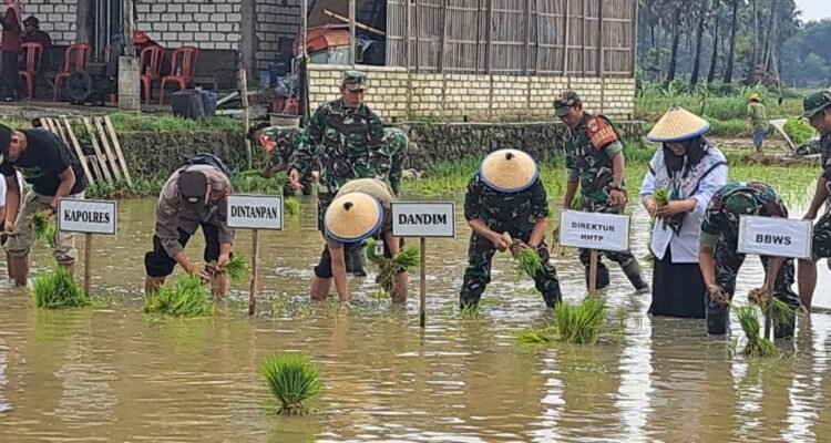 Masuk Musim Tanam III, Target Luas Tanam Padi 45 Ribu Hektare Terus Didorong/rembangkab