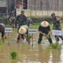 Masuk Musim Tanam III, Target Luas Tanam Padi 45 Ribu Hektare Terus Didorong/rembangkab