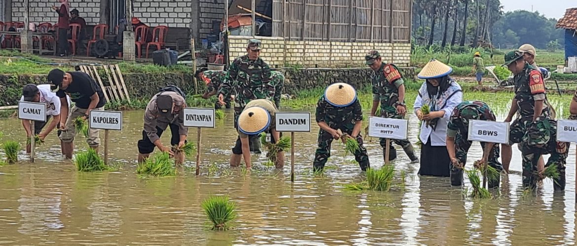 Masuk Musim Tanam III, Target Luas Tanam Padi 45 Ribu Hektare Terus Didorong/rembangkab