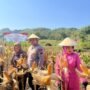 Dukung Ketahanan Pangan, Panen Raya Jagung Dilakukan di Lahan Desa Tegaldowo/polres rembang