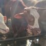 Hewan ternak sapi di Pasar Hewan Pamotan/rembangkab