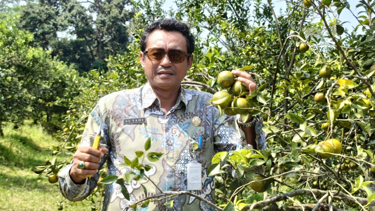 IMG 20250613 WA0017 1536x866 1 - Agrowisata Petik Jeruk