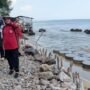 Tangani Abrasi, BBWS Pemali Juana Bangun Pemecah Ombak di Pantai Caruban/rembangkab