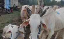 Rembang Jadi Daerah Penghasil Anak Sapi Terbanyak ke-4 di Jateng/rembangkab