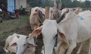 Rembang Jadi Daerah Penghasil Anak Sapi Terbanyak ke-4 di Jateng/rembangkab