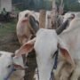 Rembang Jadi Daerah Penghasil Anak Sapi Terbanyak ke-4 di Jateng/rembangkab
