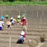 Masuk Masa Tanam, Luas Lahan Bawang Merah di Rembang Capai 80 Hektare/rembangkab