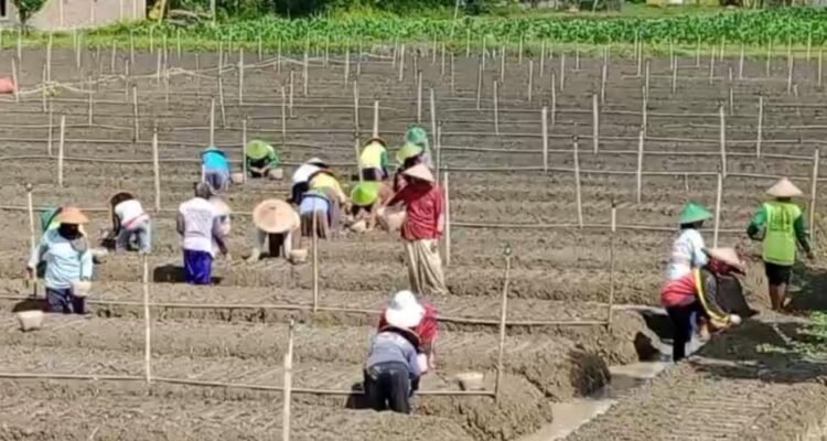 Masuk Masa Tanam, Luas Lahan Bawang Merah di Rembang Capai 80 Hektare/rembangkab