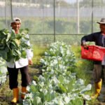 Ilustrasi petani modern/istock