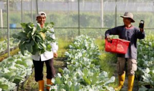 Ilustrasi petani modern/istock