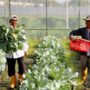 Ilustrasi petani modern/istock